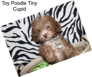 Toy Poodle Tiny Cupid