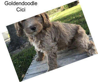 Goldendoodle Cici