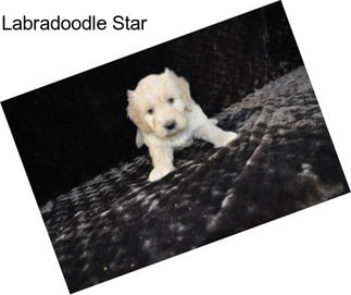 Labradoodle Star