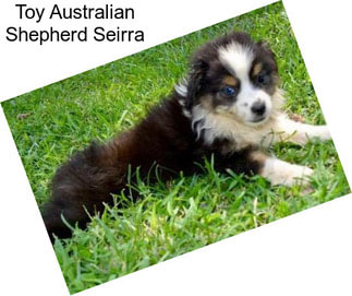 Toy Australian Shepherd Seirra