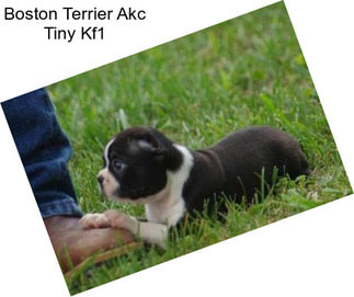 Boston Terrier Akc Tiny Kf1