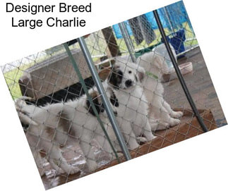 Designer Breed Large Charlie