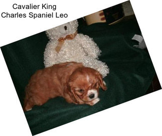 Cavalier King Charles Spaniel Leo