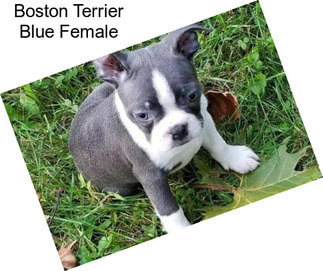 Boston Terrier Blue Female