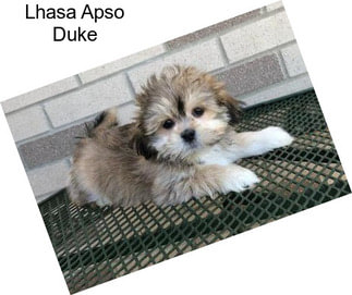 Lhasa Apso Duke