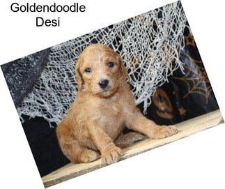 Goldendoodle Desi