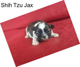 Shih Tzu Jax