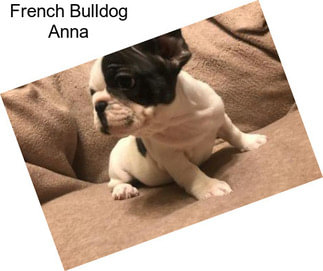 French Bulldog Anna