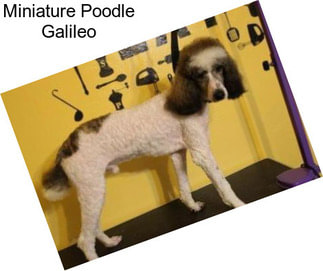 Miniature Poodle Galileo