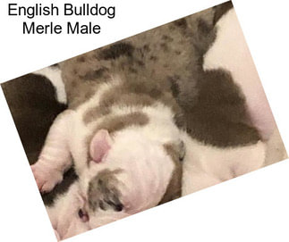 English Bulldog Merle Male