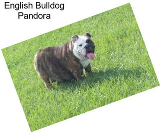 English Bulldog Pandora