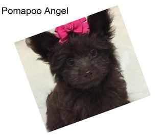 Pomapoo Angel