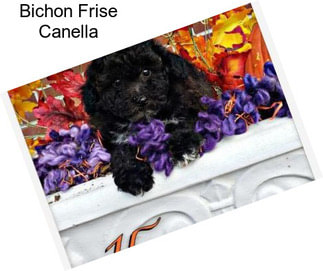 Bichon Frise Canella