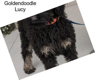 Goldendoodle Lucy