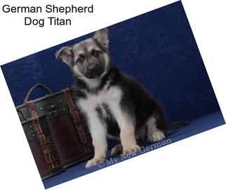 German Shepherd Dog Titan