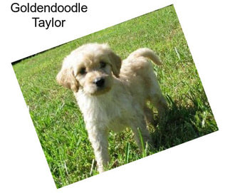 Goldendoodle Taylor