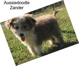 Aussiedoodle Zander