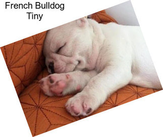 French Bulldog Tiny