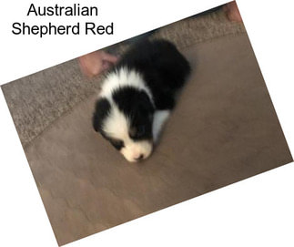 Australian Shepherd Red