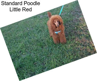 Standard Poodle Little Red