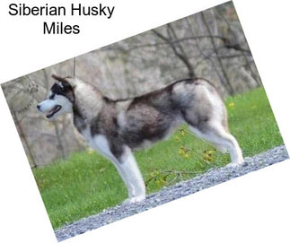Siberian Husky Miles