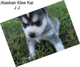 Alaskan Klee Kai J J