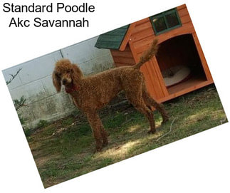 Standard Poodle Akc Savannah
