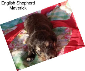 English Shepherd Maverick