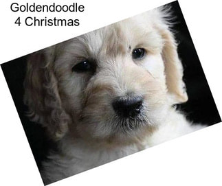 Goldendoodle 4 Christmas