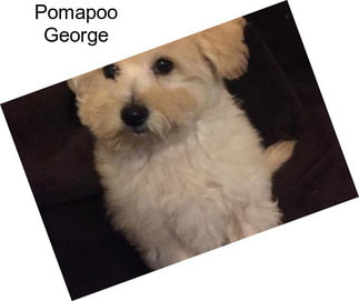 Pomapoo George