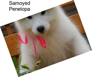 Samoyed Penelopa