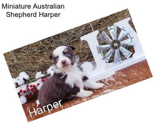 Miniature Australian Shepherd Harper