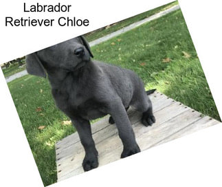 Labrador Retriever Chloe