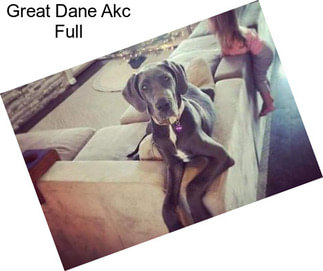 Great Dane Akc Full