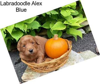 Labradoodle Alex Blue