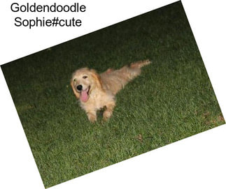 Goldendoodle Sophie#cute