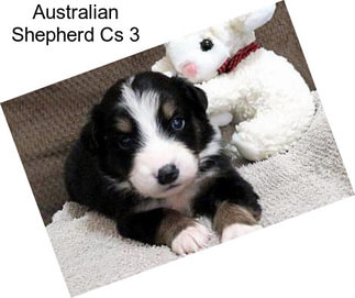 Australian Shepherd Cs 3
