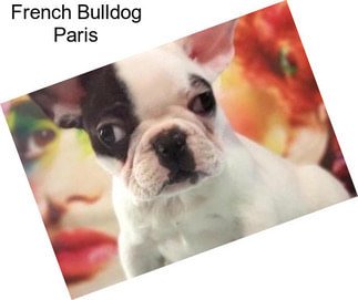 French Bulldog Paris