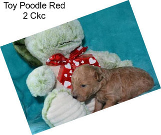 Toy Poodle Red 2 Ckc