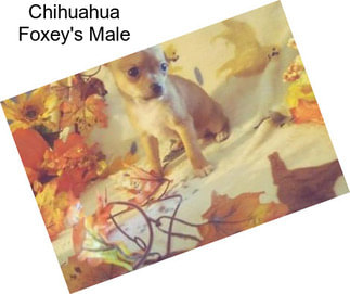 Chihuahua Foxey\'s Male