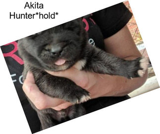 Akita Hunter*hold*