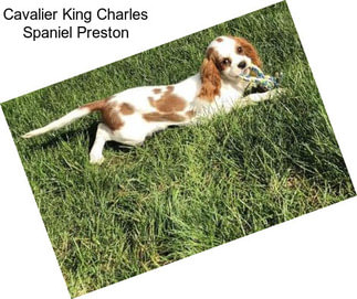 Cavalier King Charles Spaniel Preston