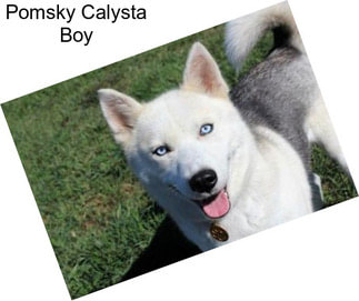 Pomsky Calysta Boy