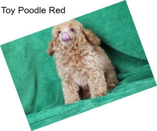 Toy Poodle Red