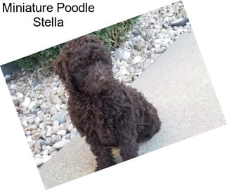 Miniature Poodle Stella