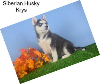 Siberian Husky Krys