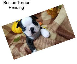 Boston Terrier Pending