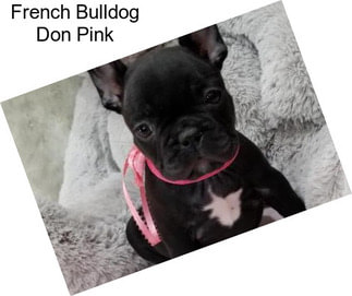 French Bulldog Don Pink