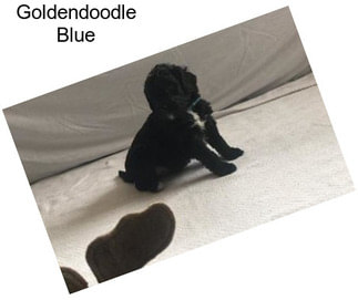 Goldendoodle Blue