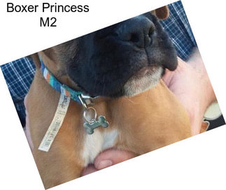 Boxer Princess M2